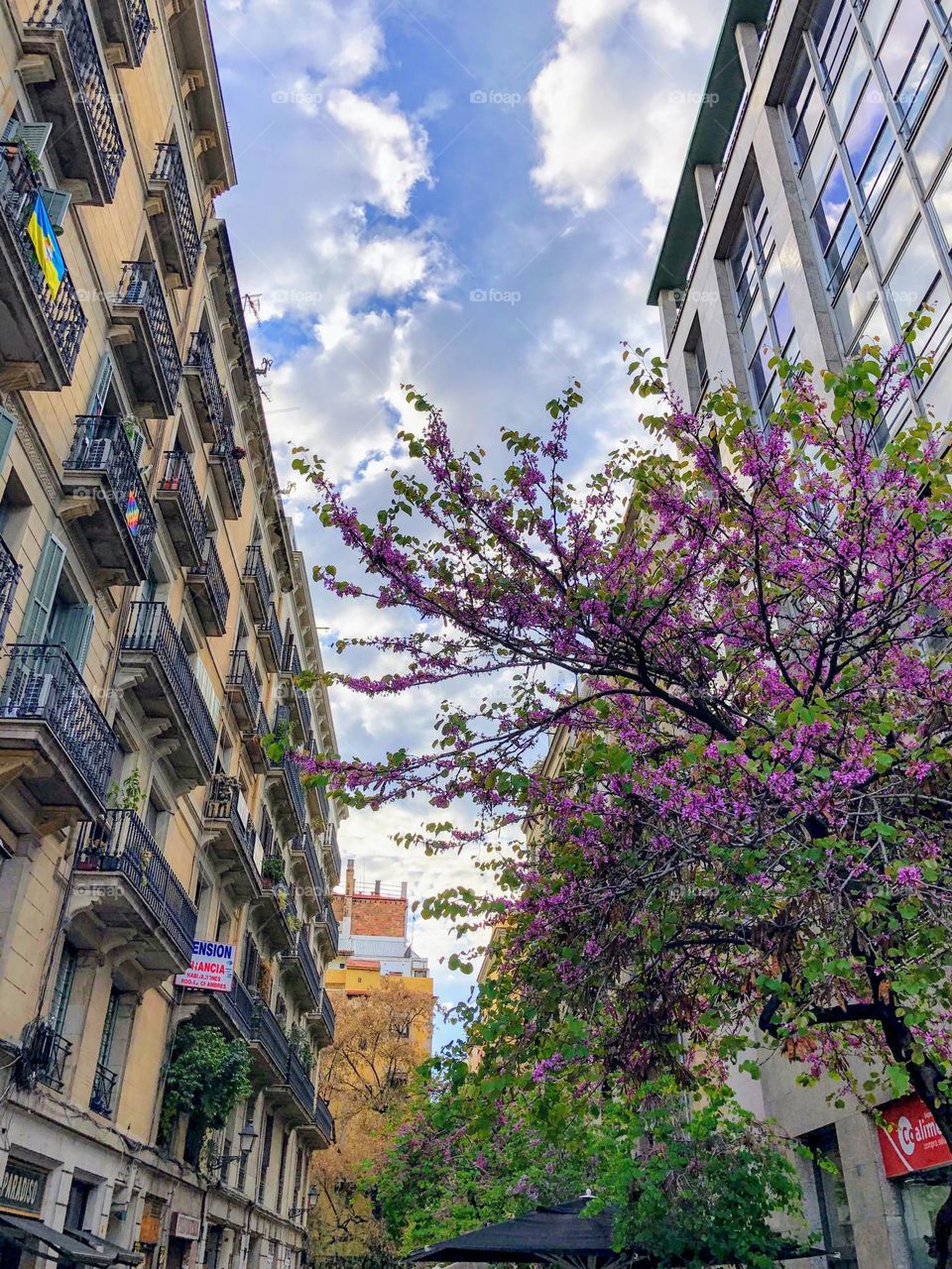 Urban city plants: bright purple flowers of blooming Judas tree on the city street between two building houses 