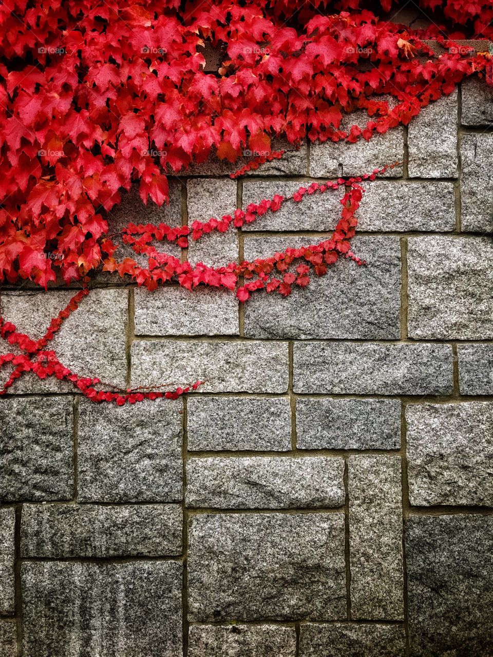 A wall with red leaves 