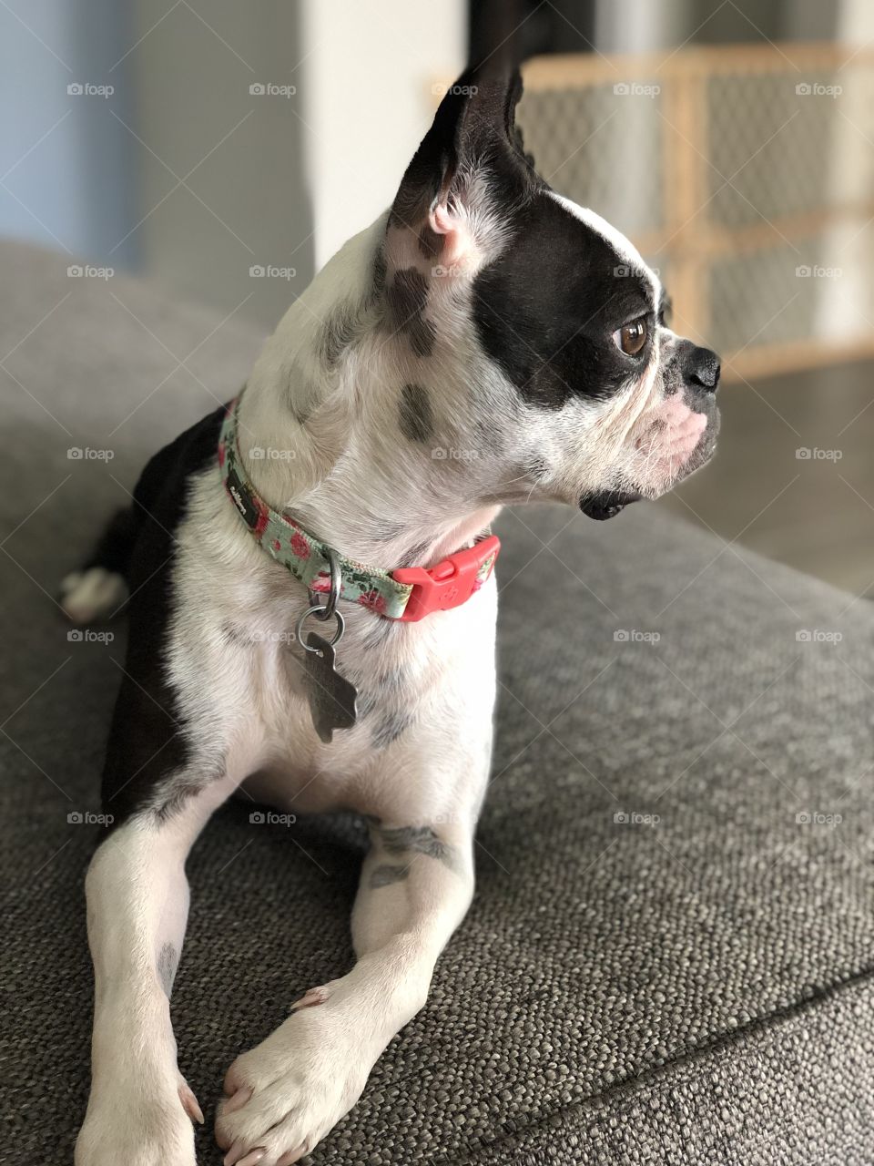 Miniature Boston terrier dog gazing in the distance portrait 