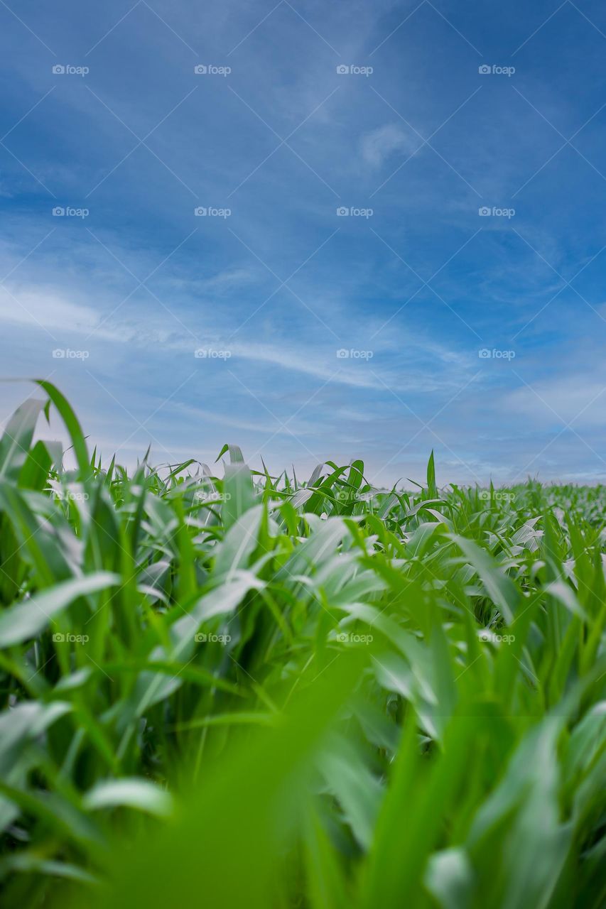 corn field