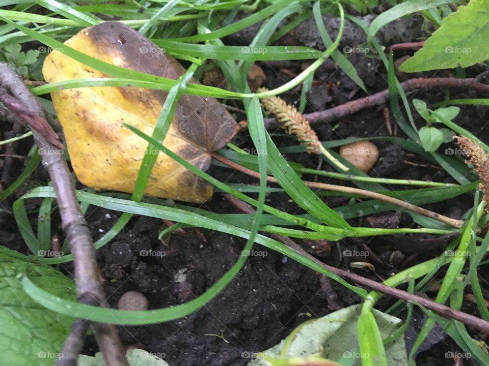 A leaf on the floor in the forest