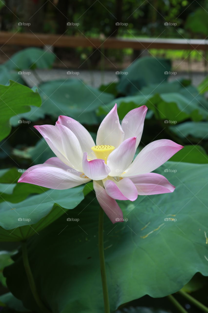 Lotus, Pool, Flower, Lily, Leaf