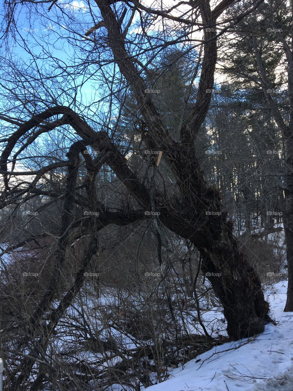 Old tree on path
