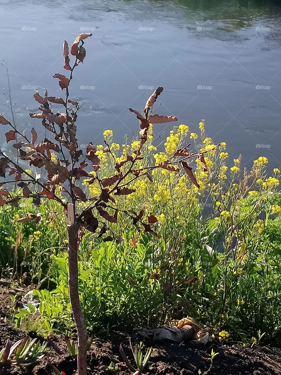 Río
