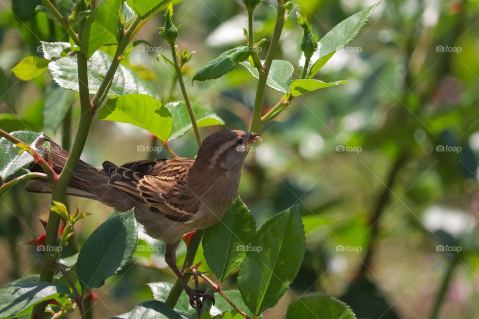 Sparrow at the rose bush