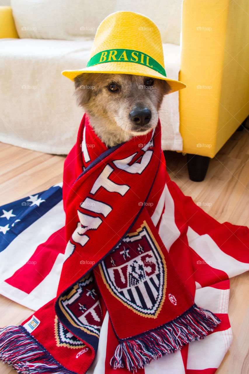 World Cup dog 