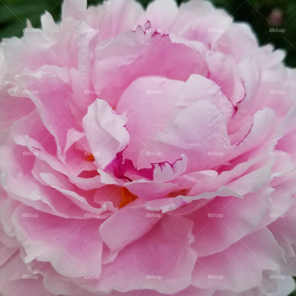 Extreme close-up of pink flower