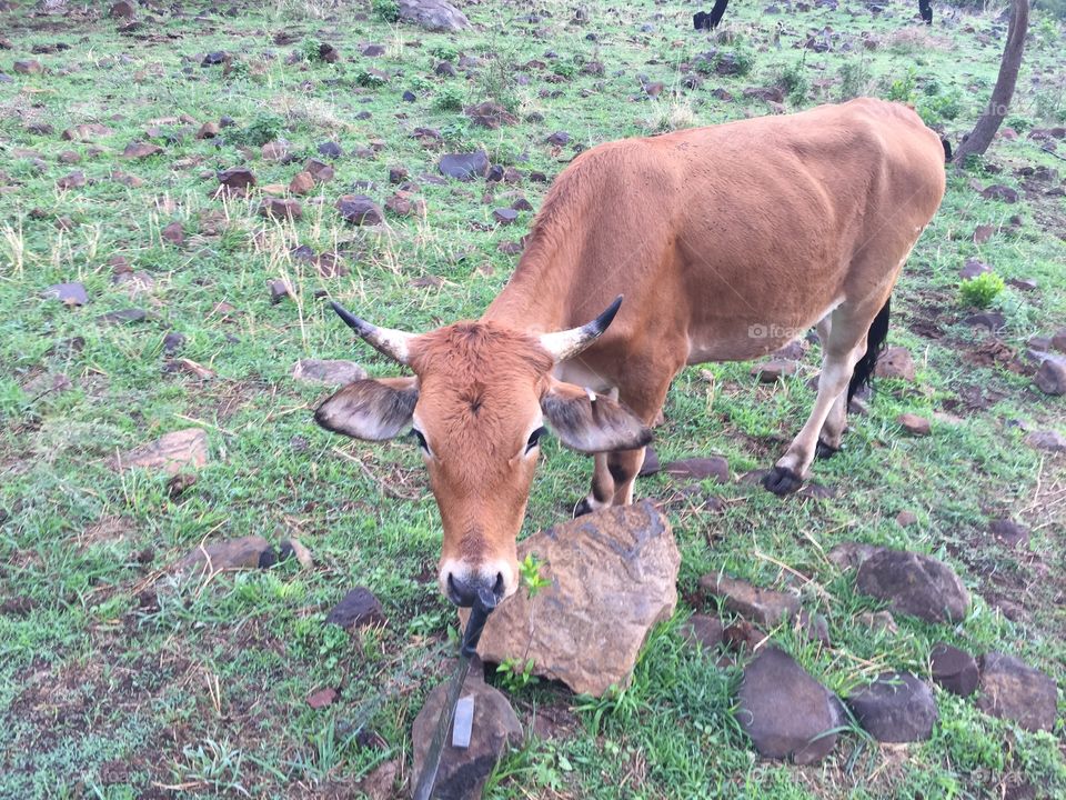 Brown cow with black tip horns