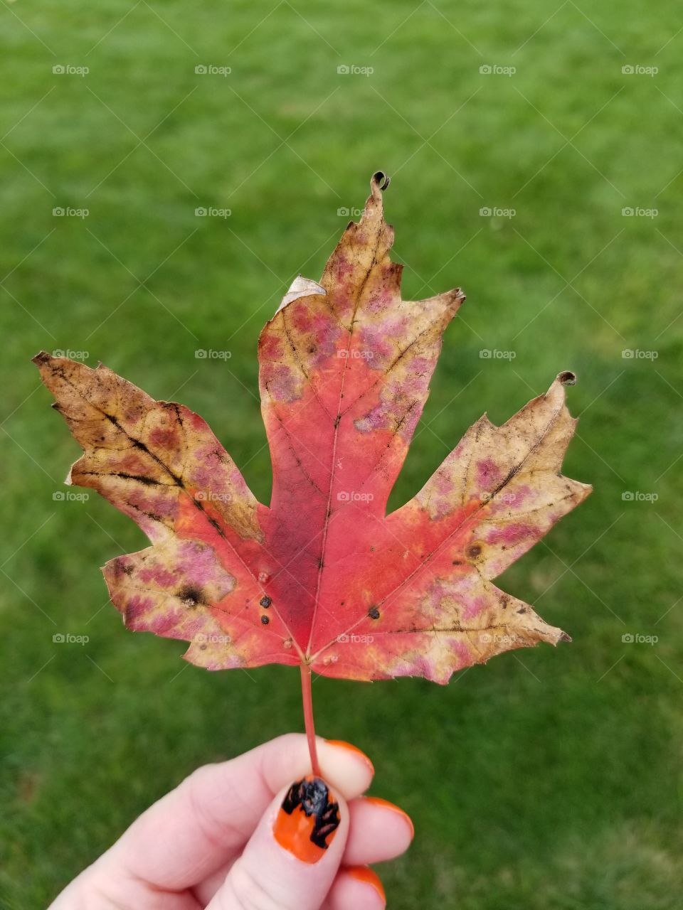 fall leaf with grass blur