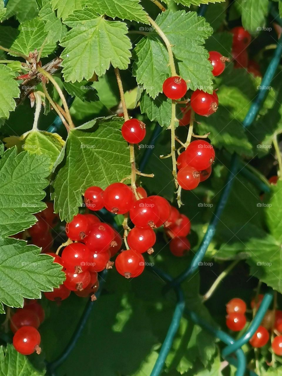 Red currants