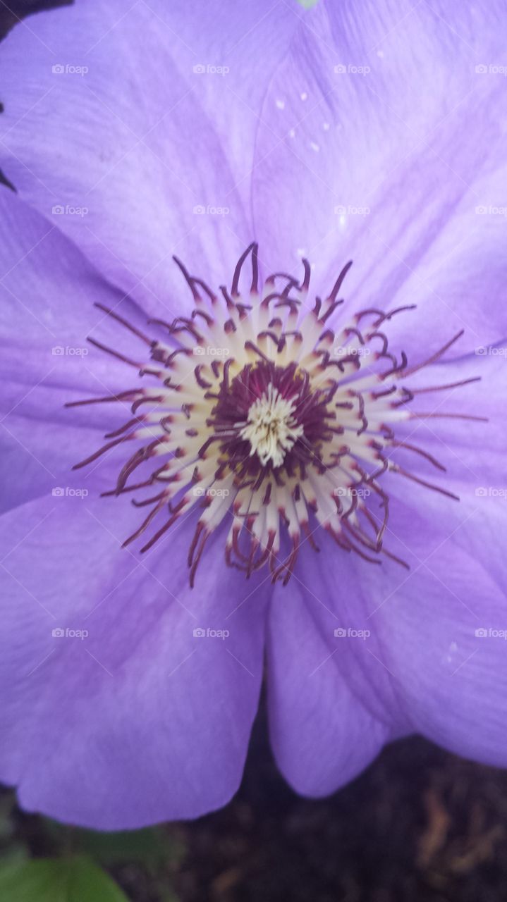 Purple  Clematis. blooming on my trellace