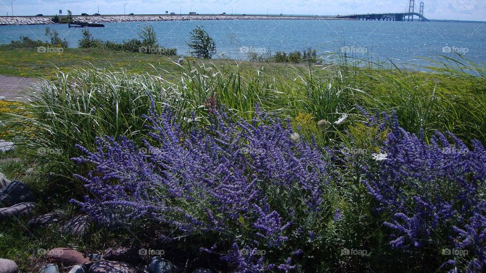 Purple flowers