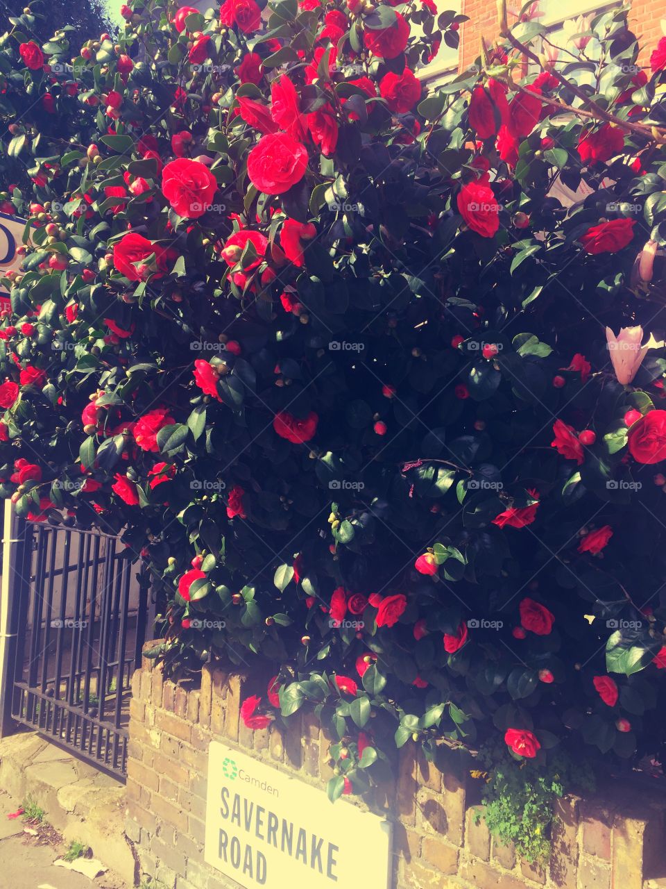 Blooming old rose bush in red colour