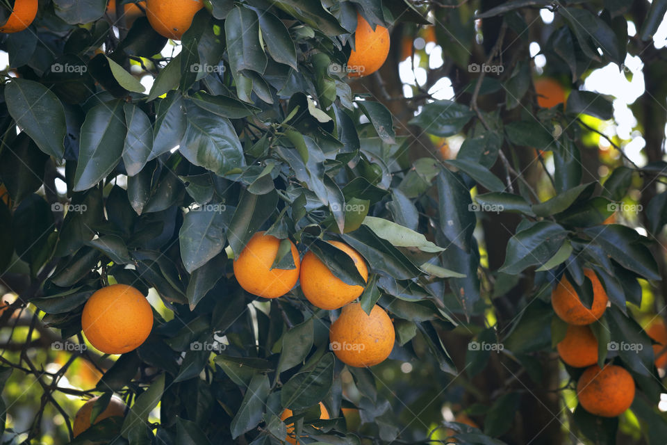 Vividly orange citrus fruit hanging in a shady dark green tree