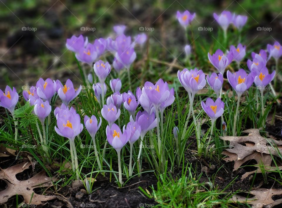 Crocussen in bloom in the Netherlands