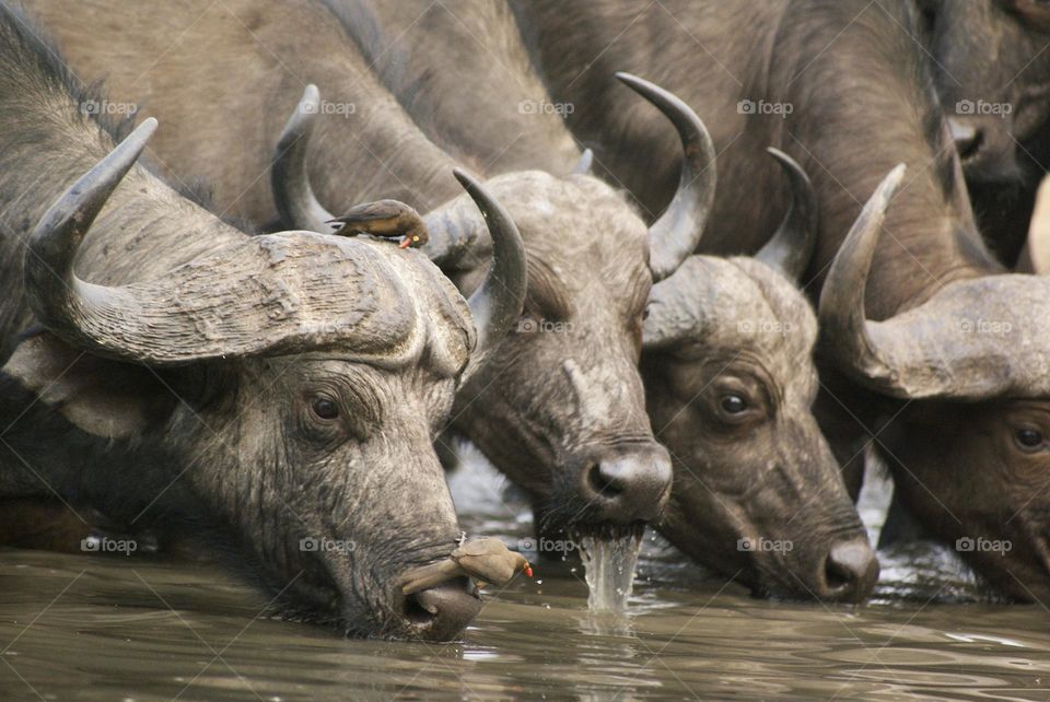 A close up shot of three buffalo drinking water at the watering hole 