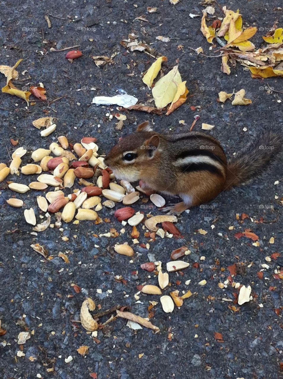 Chipmunk eating peanuts