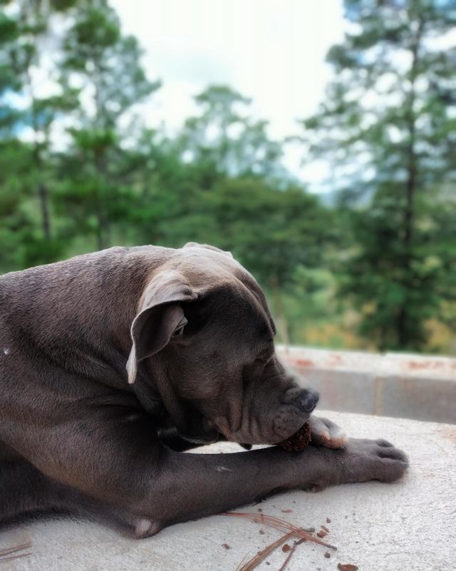 Perro durmiendo 🐕
