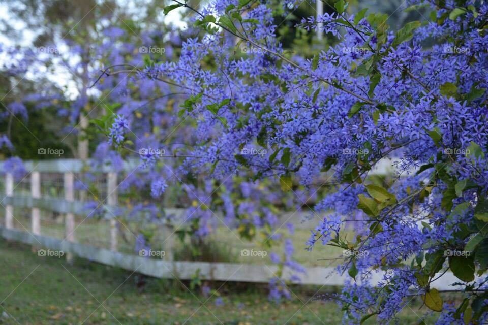 Lavender Beauty