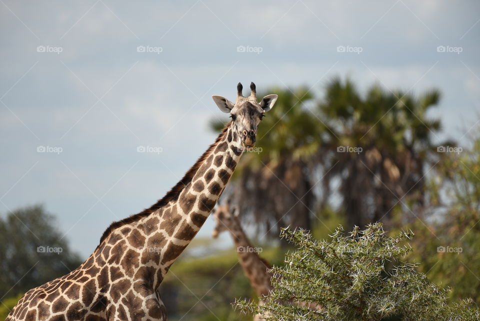 Another caption of a giraffe in Tanzania - Selous game reserve.
