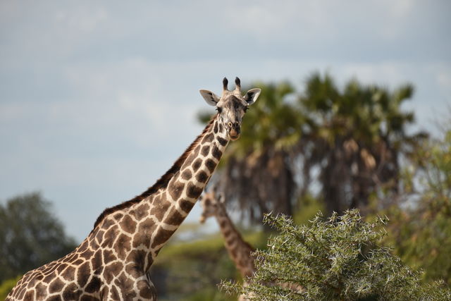 Another caption of a giraffe in Tanzania - Selous game reserve.

