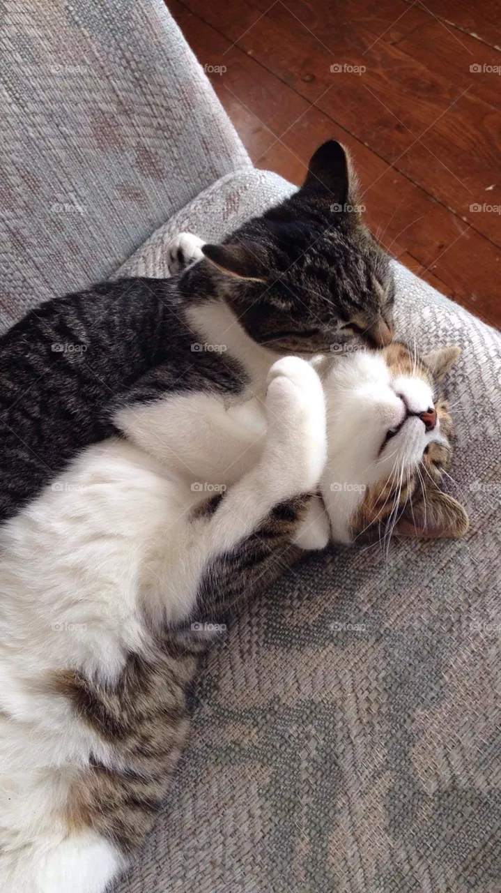 Cat siblings