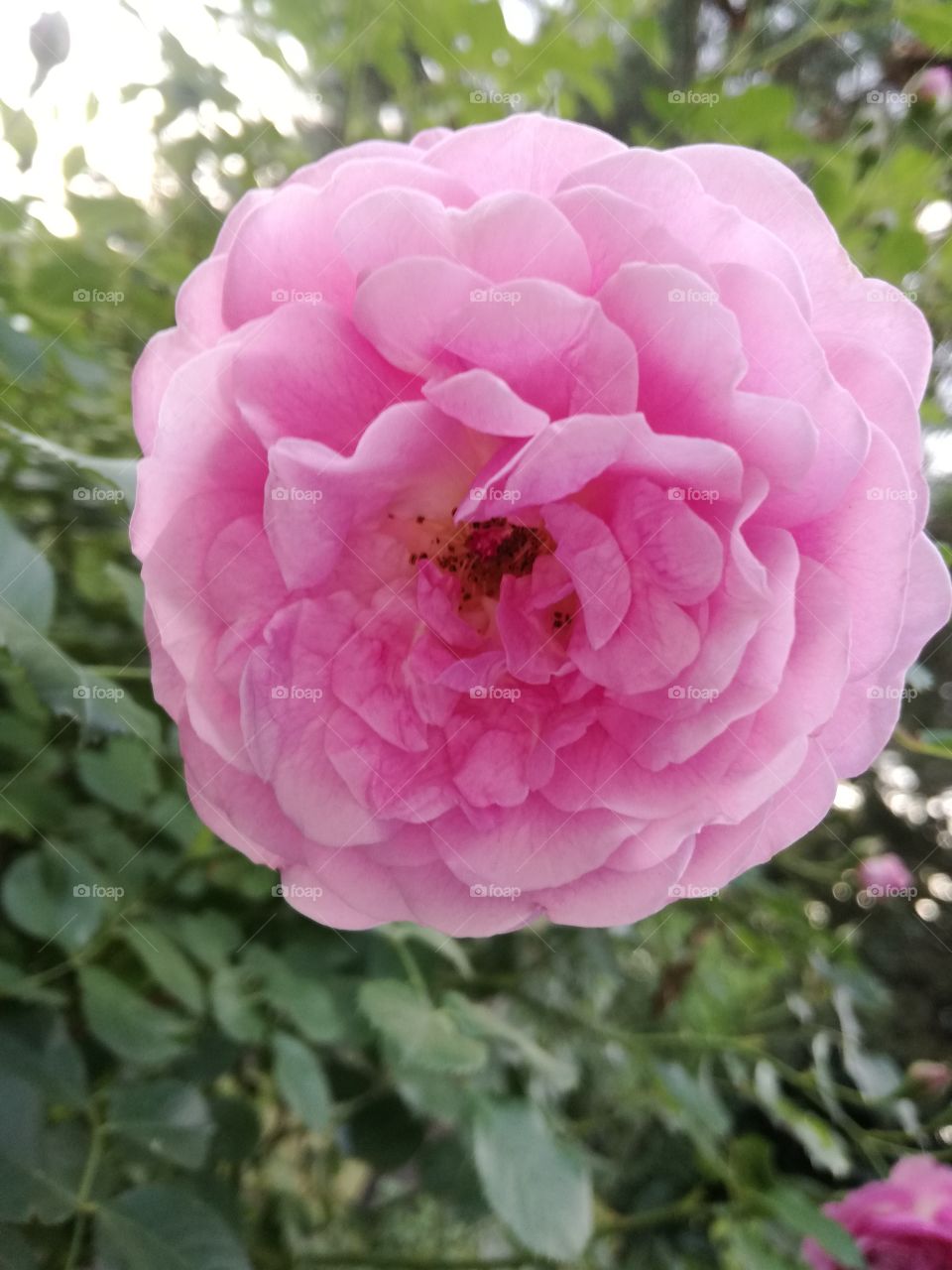 Beautyful Rose