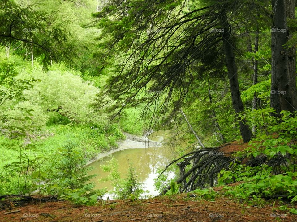 Bare roots of a still standing tree - on the edge of the cliff