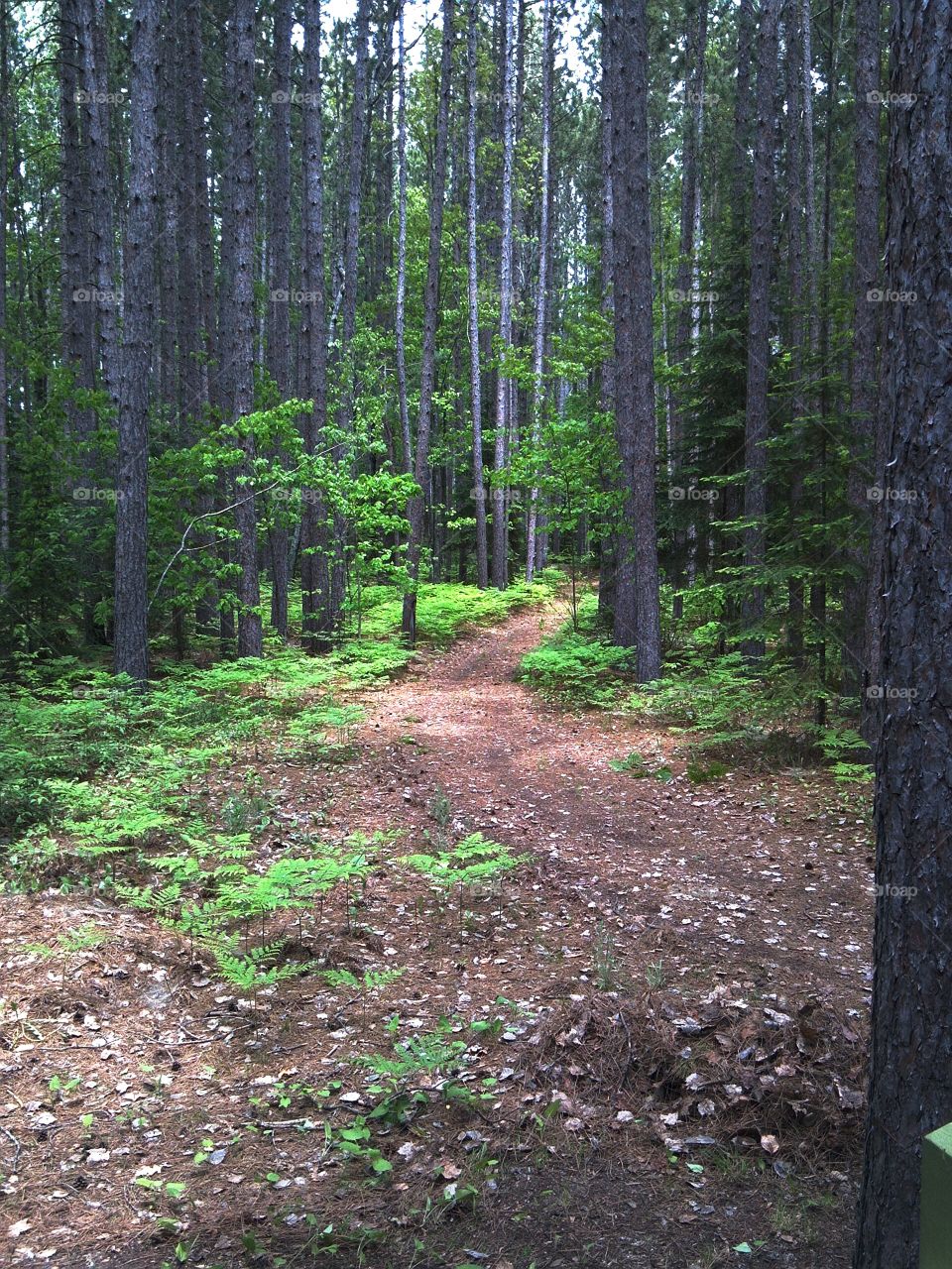 Trail through Jack Pines. Taken near the Huron National Forest Michigan 2013 