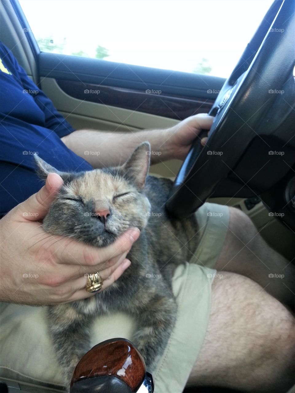Cat in Car On Lap