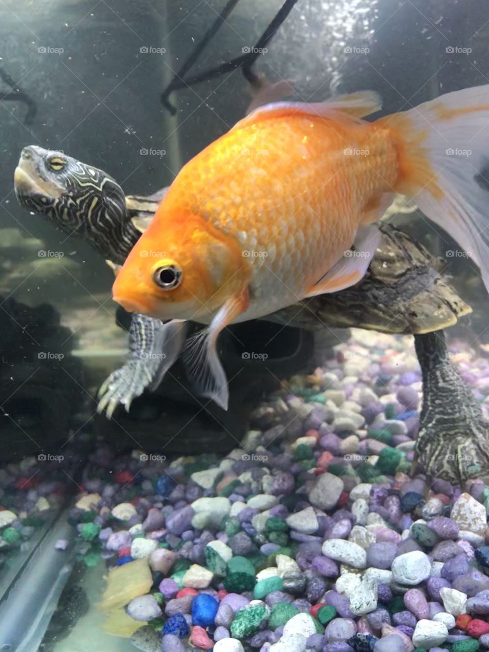 Fish and turtle