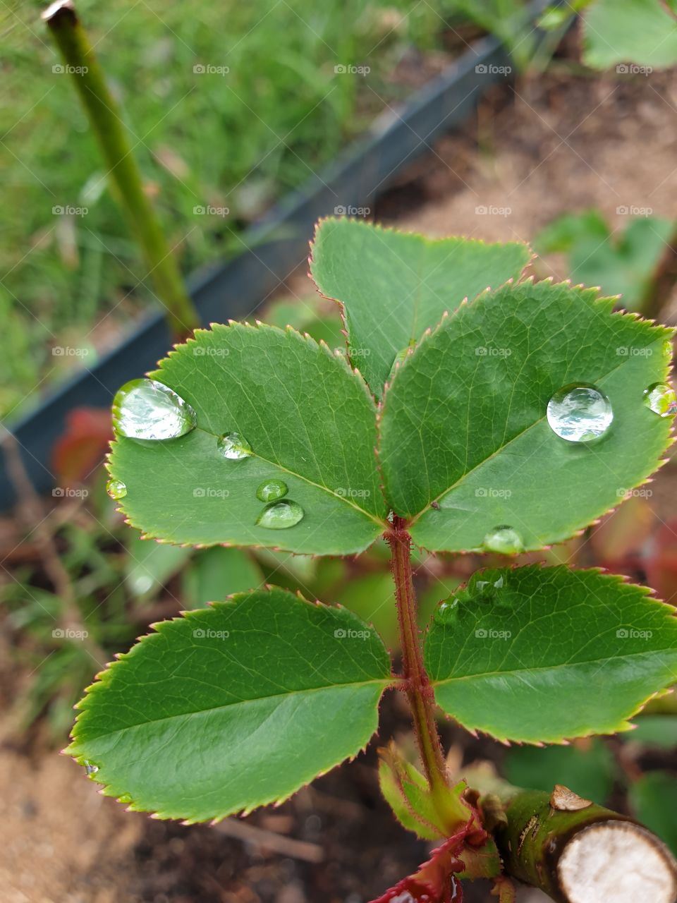 Raindrops on roses