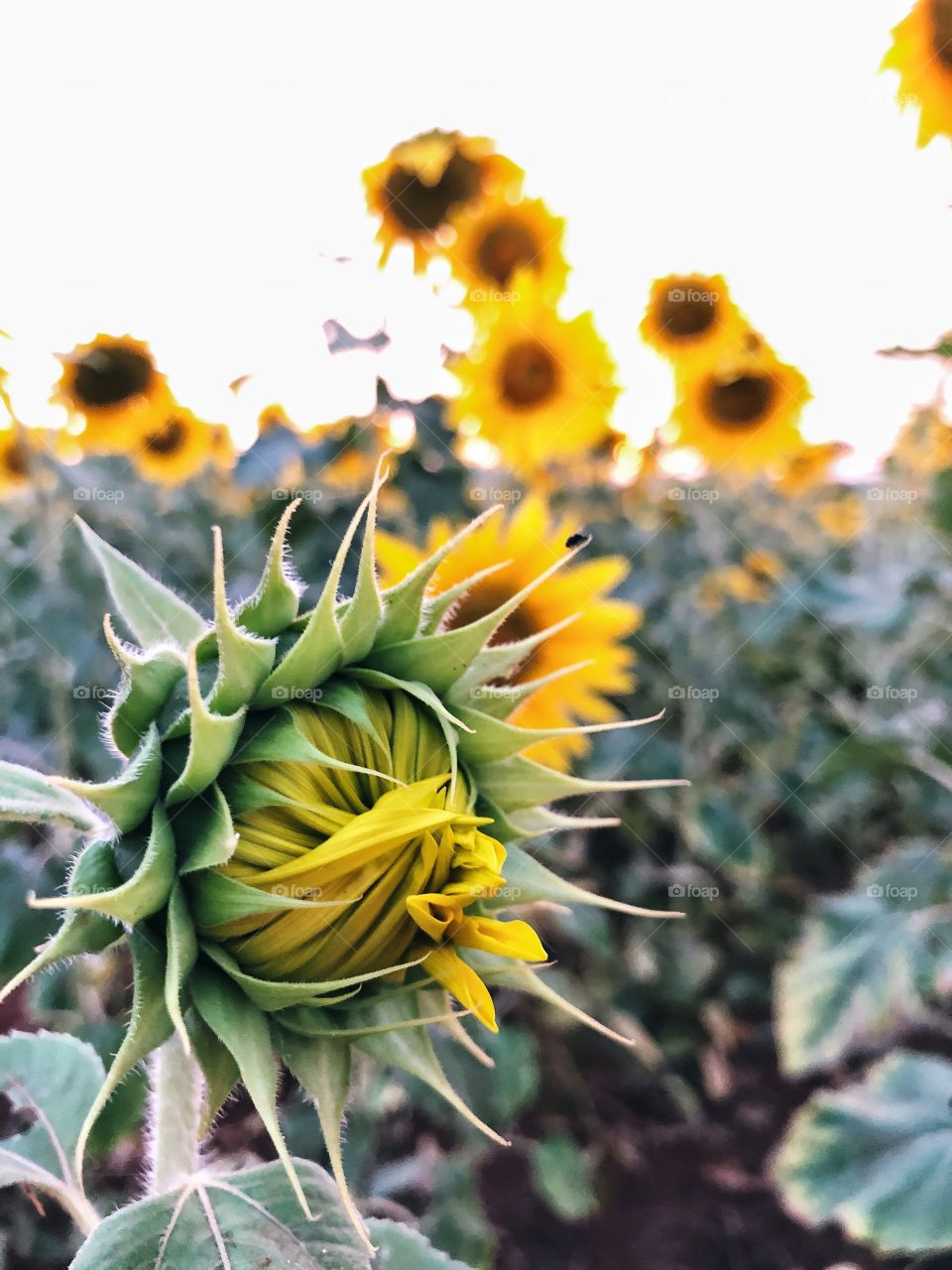 A sunflower blooming in a sunflower field. It is closed for the world yet, but soon, it showed all its beauty and majesty.