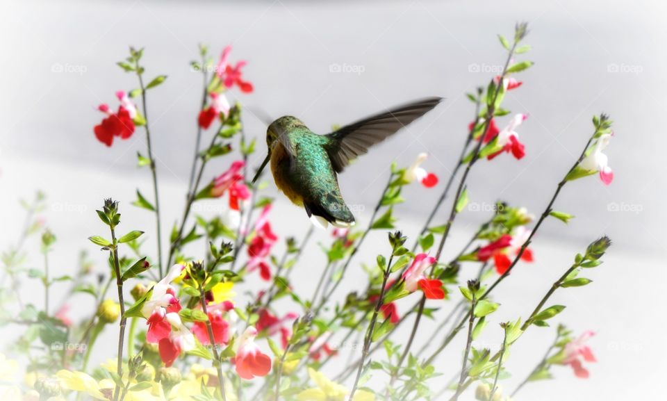 Hummingbird 