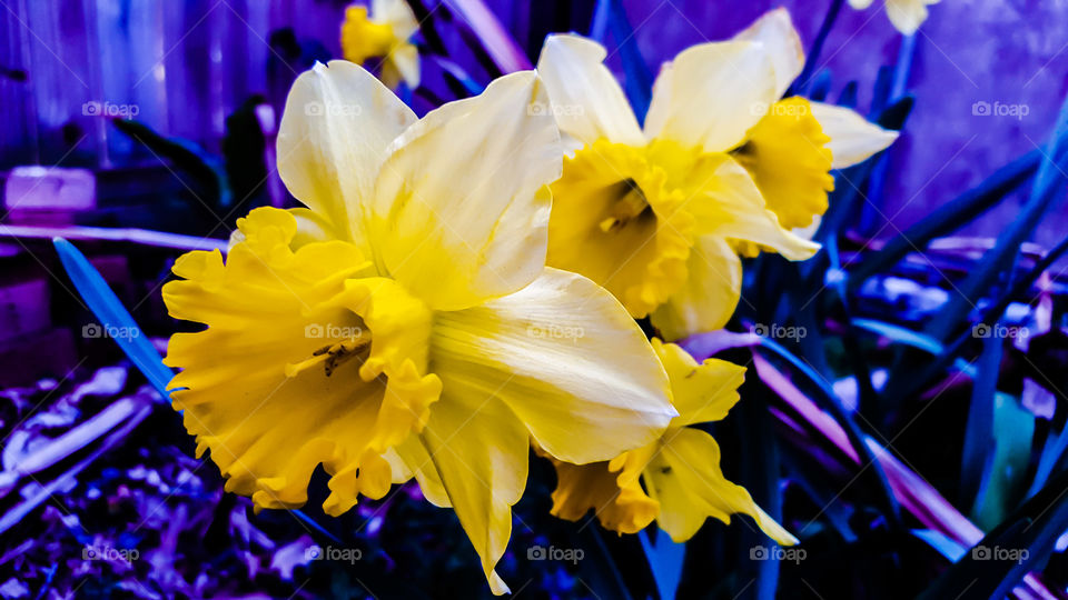 Flower, Nature, Color, Flora, Leaf