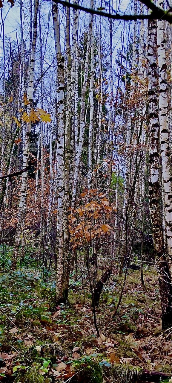 This is the “Rainer Wald” in the “Bavarian Forest” or “Bayerischer Wald” near the township of “Rain”. In recent years it was rezoned as a wildlife refuge and a recreated natural swamp forest with oak but also birch trees. 2023. Hypnotic Productions