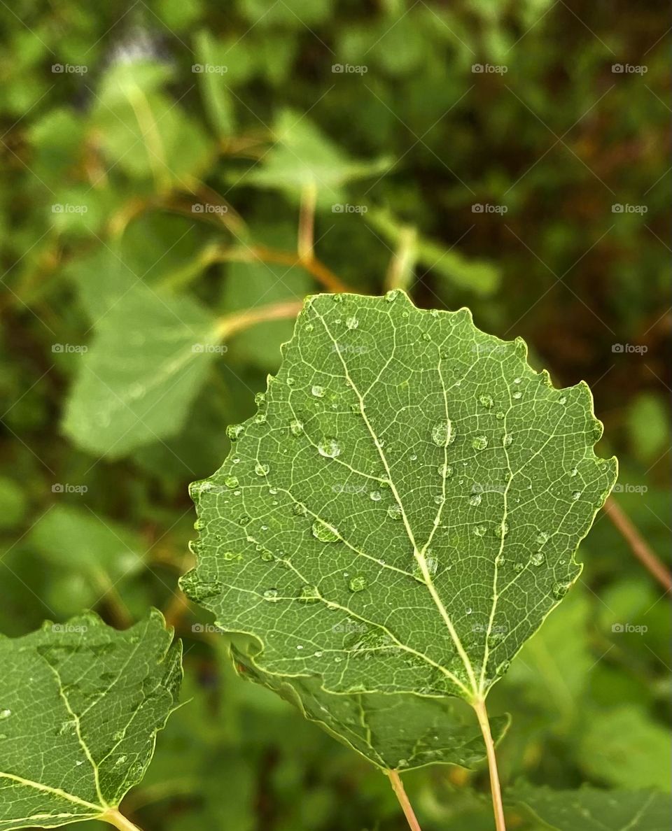 Leaf with drops