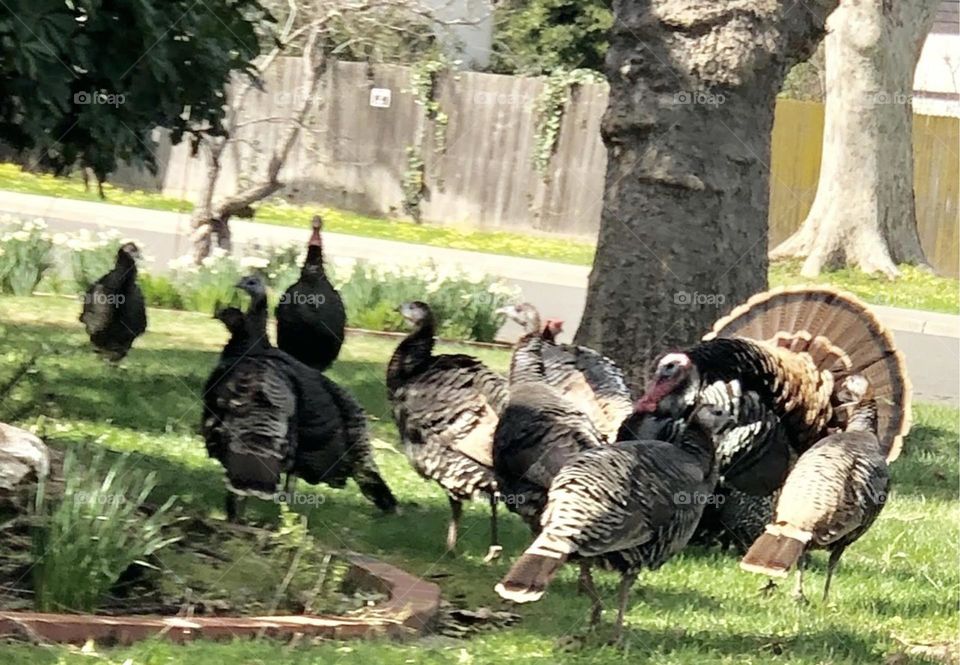 Turkeys in the yard