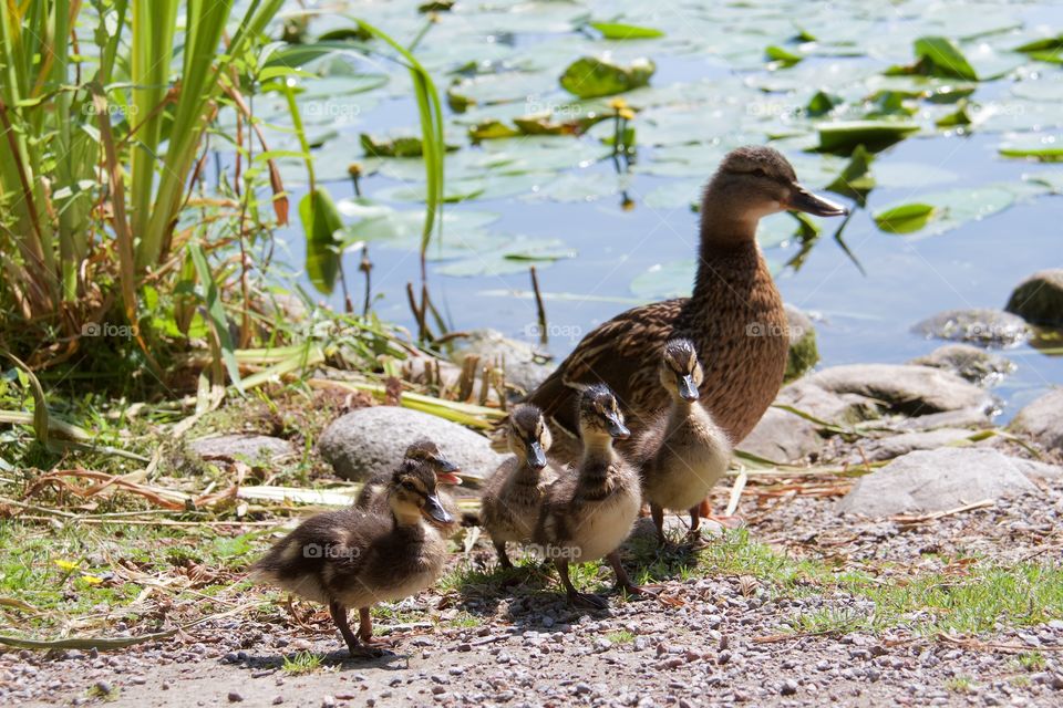 Mother duck with ducklings . Mother duck with ducklings 