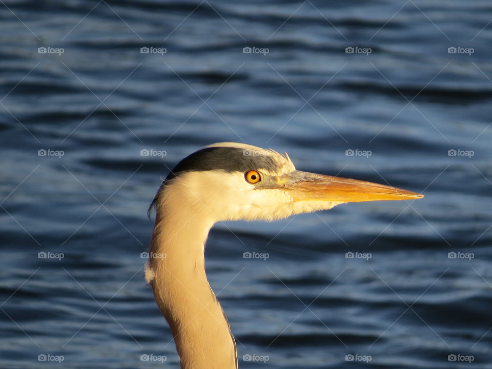 Grey heron head in sunlight against blue water in the background