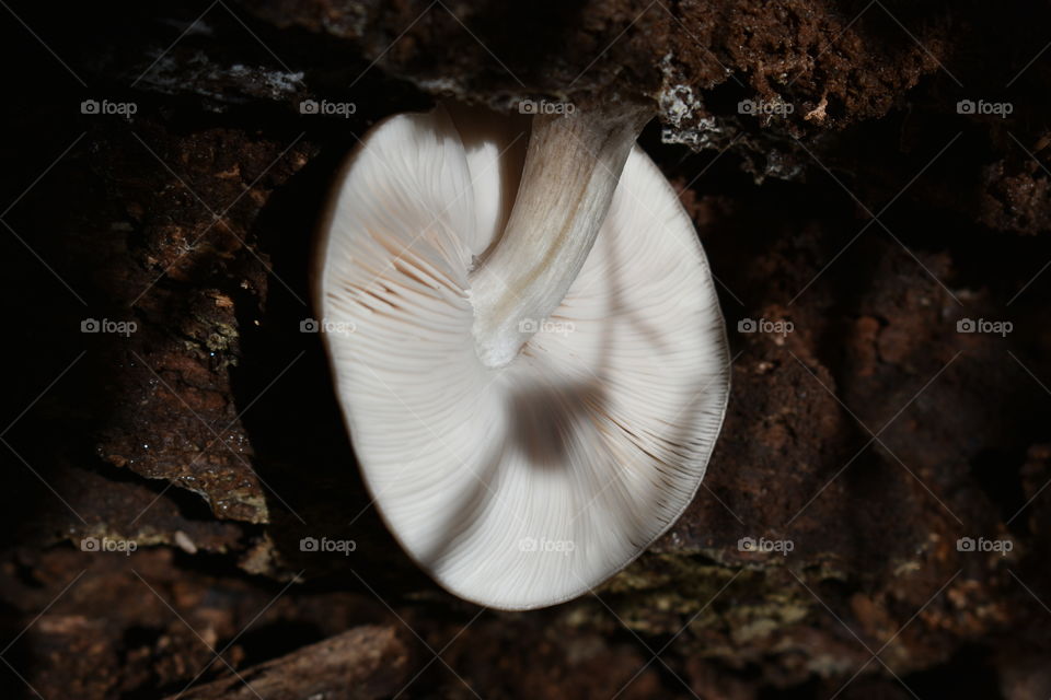 mushroom