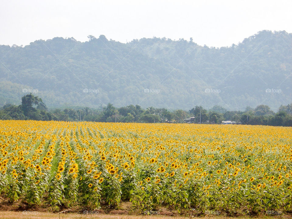 sun flower garden
