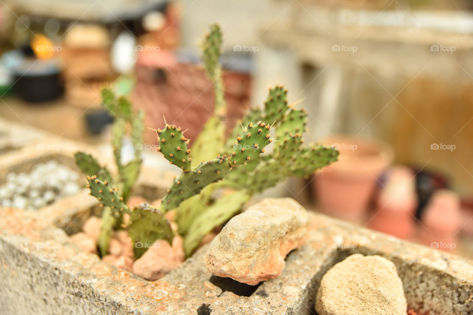 Close-up of cactus plant on rock