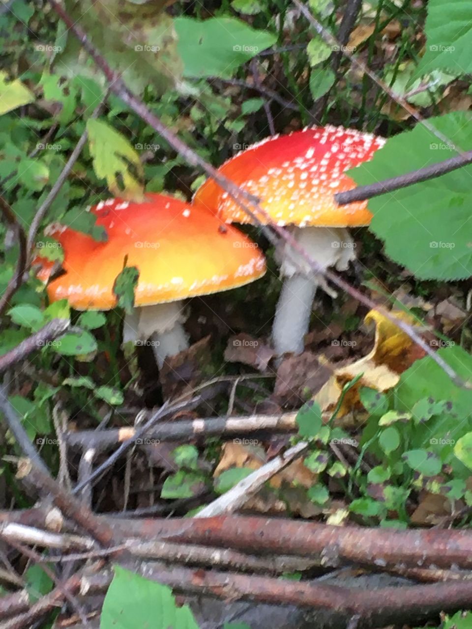 toadstool mushroom