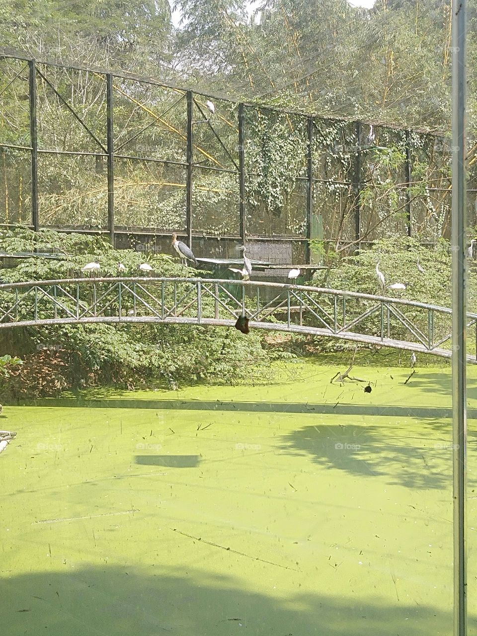 green pond