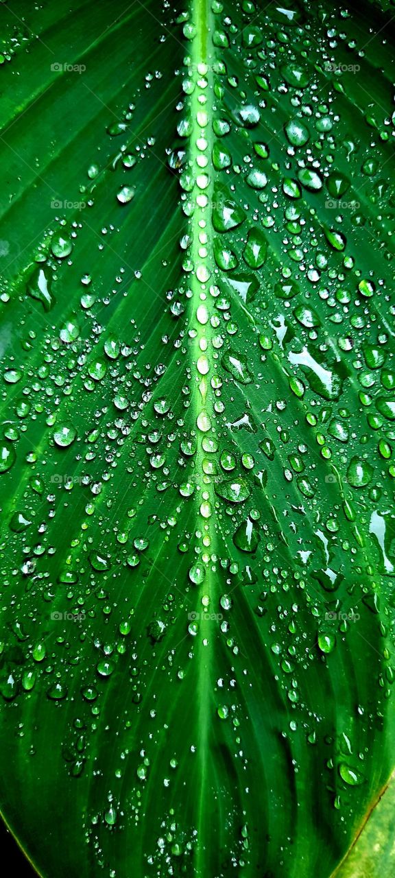raindrops on a leaf