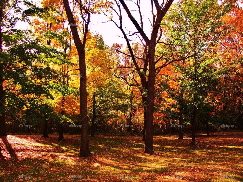 Fall in Michigan 