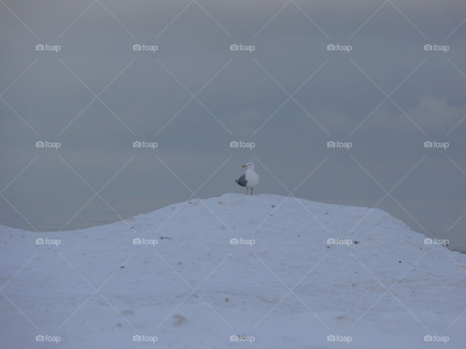 Seagull on snow heap on the beach in Jūrmala, Latvia.