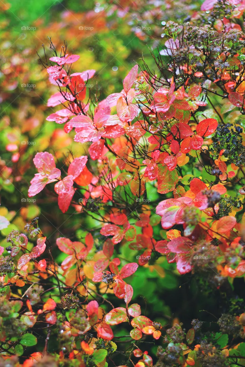 Leaf