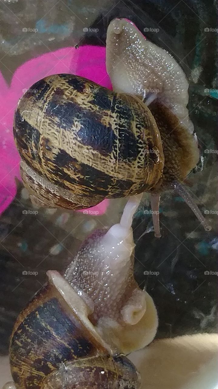 snails mating